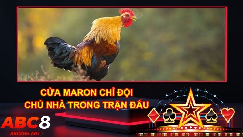 Cửa cược Maron chỉ đội chủ nhà trong trận Đá Gà 